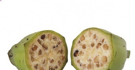 Chuối hột - vị thuốc quý không phải ai cũng biết