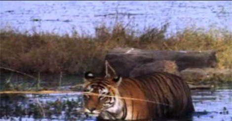 Clip: Hổ dữ ngang nhiên cướp mồi của cá sấu