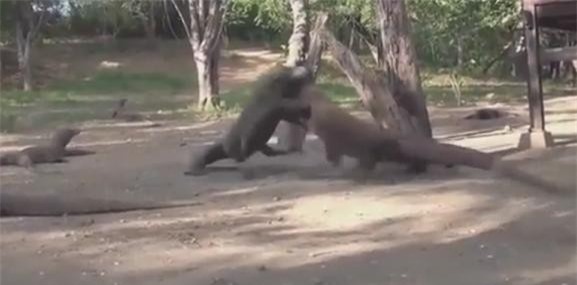 Clip: Cận cảnh cuộc ác chiến kịch tính của hai con rồng Komodo