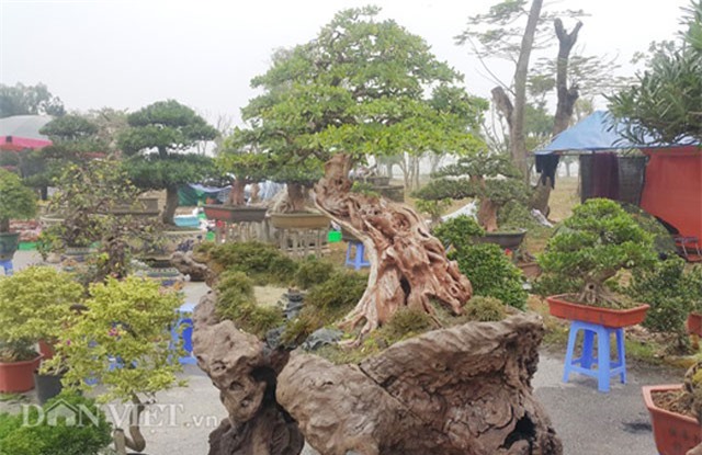 "Cụ" linh sam bonsai dáng thế cực hiếm, giá gần 300 triệu 