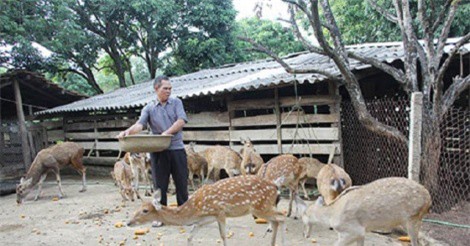 Cựu chiến binh trở thành triệu phú nhờ nuôi hươu sao