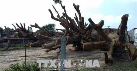 Đã trả 2 cây đa sộp bị giữ ở Thừa Thiên - Huế