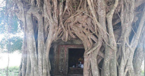 Kỳ bí cây sanh cổ thụ hàng trăm tuổi ôm trọn ngôi miếu thiêng ở Quảng Bình