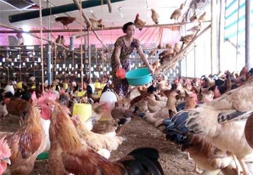 Lãi ròng 600 triệu/năm từ nuôi gà thả tự nhiên
