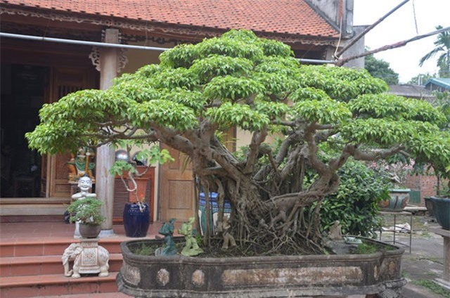 Ngắm “kiệt tác” sanh 120 tuổi được trả 5 tỷ đồng, đại gia Hà Nội vẫn không bán