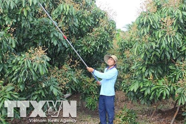 Trở thành tỷ phú nhờ chuyên canh cây nhãn trên đất phù sa