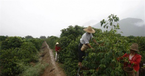 Trung Quốc nỗ lực thành thủ phủ cà phê của thế giới