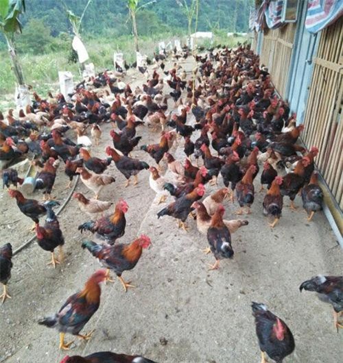 Bắc Kạn: Cả thôn làm giàu từ chăn nuôi gà thả đồi