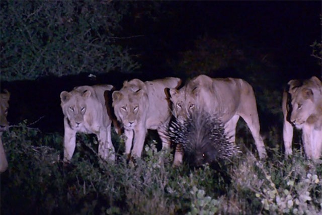 Clip: Chú nhím lì lợm, 1 mình “cân” 7 con sư tử