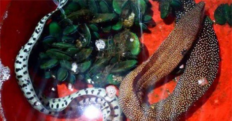 Dân Huế kéo nhau đi xem 2 con cá "quái vật" cực lạ của chủ quán nhậu