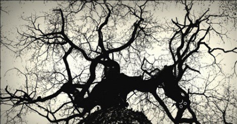 Hãi hùng quái vật cây ăn thịt người vùng Trung Mỹ