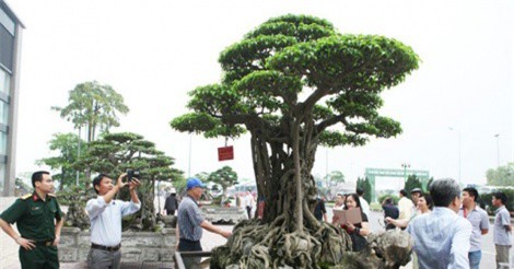 Ngắm siêu cây sanh “mâm xôi con gà” giá 6 triệu USD của đại gia Phú Thọ