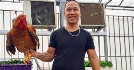 Ông bố Hà Nội chi 70 triệu trồng rau, nuôi gà trên sân thượng