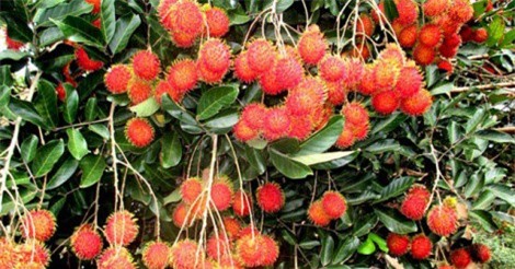 Chôm chôm có 'visa' sang New Zealand