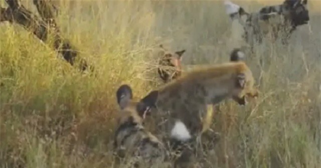 Clip: Linh cẩu tơi tả vì bị bầy chó hoang "đánh hội đồng"