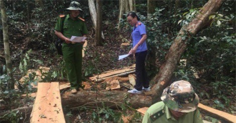 Đăk Nông: Lâm tặc phá rừng phòng hộ, nửa tháng sau chủ rừng mới phát hiện