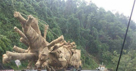 Đề nghị ngành công an, giao thông, nông nghiệp làm rõ vụ vận chuyển cây "quái thú"