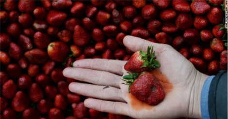 Công bố rau củ bẩn và sạch nhất năm 2018