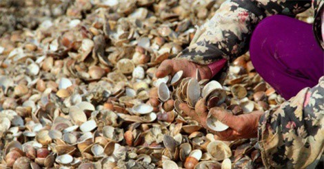 Người dân Hà Tĩnh xót xa khi hàng chục tấn nghêu chết trắng đầm