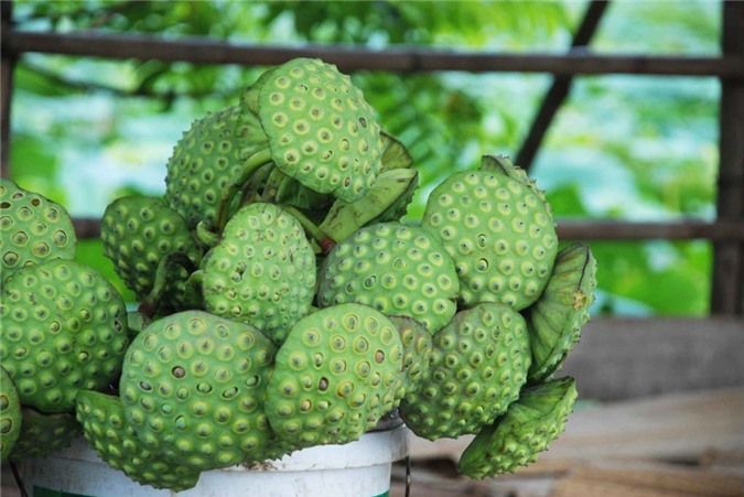 Những bài thuốc trị rong kinh hiệu quả từ sen và nghệ