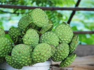 Những bài thuốc trị rong kinh hiệu quả từ sen và nghệ