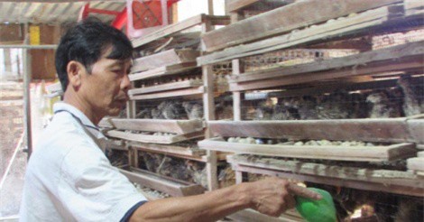 Nuôi chim cút, bỏ túi gần 20 triệu đồng/tháng