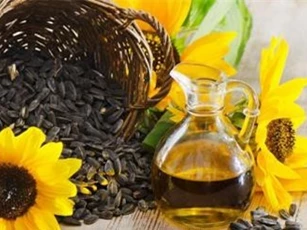 Thực hư chuyện dầu hướng dương, dầu cá làm tăng nguy cơ ung thư