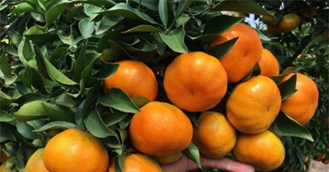 Vườn cam VietGAP 50 ha ở Bình Dương thu hơn 2 tỷ đồng/năm