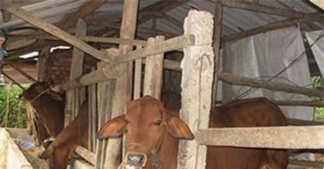 Đăk Lăk: Cụ ông 86 tuổi đâm vợ rồi ra chuồng bò treo cổ tự tử