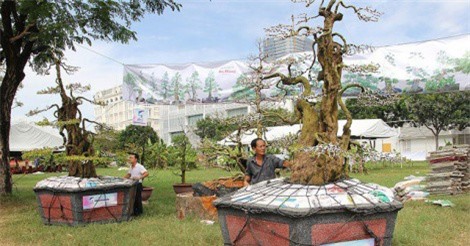 Cận cảnh cặp khế "đầu voi đuôi chuột" giá 12 tỷ đồng của đại gia Tây Ninh