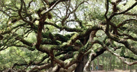 Ngắm cây sồi 450 tuổi đầy vẻ ma mị, bí ẩn