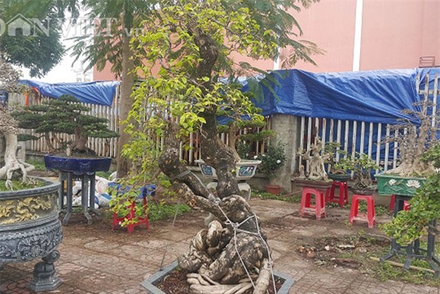 Ngắm vẻ "độc lạ" của cây hoa giấy thế song siêu được rao bán 70 triệu đồng