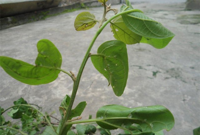 Bí ẩn cây thuốc lạ ở miếu Thánh Mẫu chữa khỏi bệnh cho nhiều người