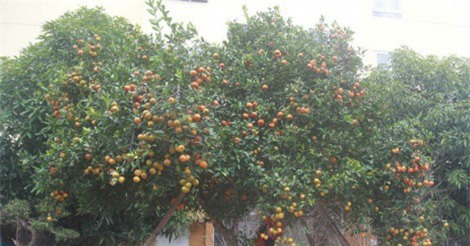 "Cụ" quýt rừng hơn trăm tuổi đẹp cỡ nào mà có giá hơn 400 triệu đồng?