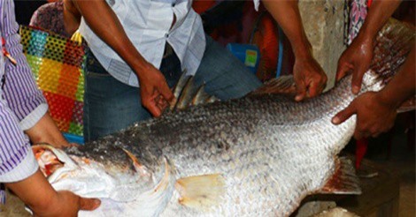 Ngư dân Bến Tre bắt được cá 26 kg nghi sủ vàng