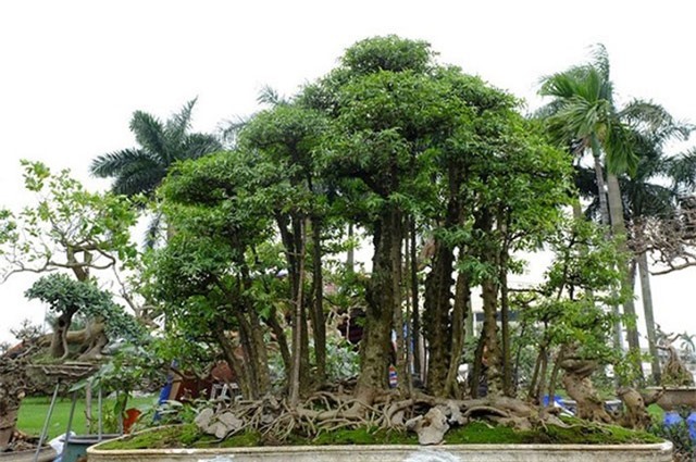 “Siêu phẩm” mai chiếu thủy 180 triệu đồng được đại gia Việt săn lùng ráo riết