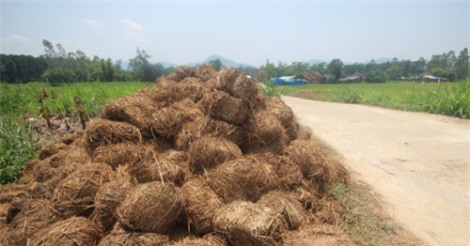 Vùng quê biến phế thải rơm rạ thành tiền