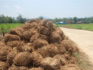 Vùng quê biến phế thải rơm rạ thành tiền