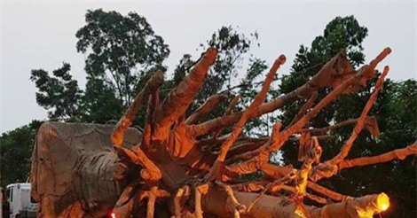 Ba xe chở cây “quái thú” chưa thể rời Thừa Thiên -Huế