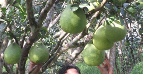Bưởi da xanh "đội" giá lên 65.000 đồng/kg