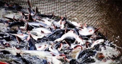 Cá tra đối mặt xuất khẩu khó khăn