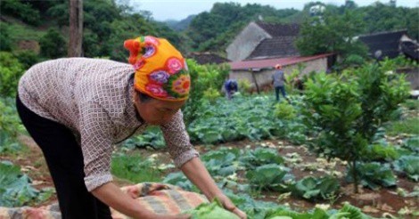 Khơi thông nguồn vốn cho hợp tác xã kiểu mới