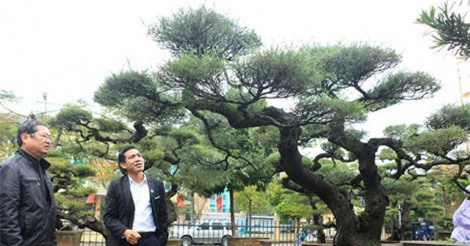 Mê mẩn với vườn cây triệu USD của 'ông vua phi lao đất Bắc'