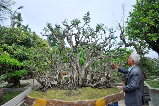 Ngắm cây khế 300 tuổi, thế "độc", giá 300 triệu đồng