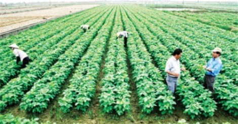 Tín hiệu khả quan cho rau quả Việt