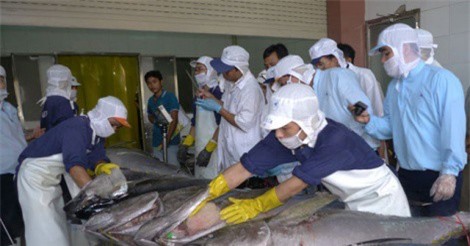 Xuất khẩu cá ngừ sang Chile tăng đột biến