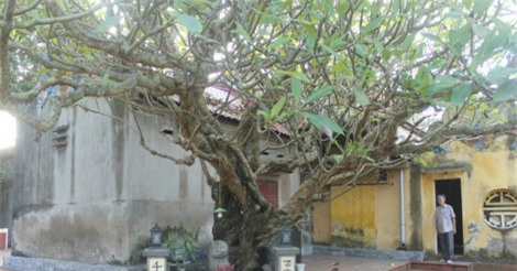 Bật mí chuyện ly kỳ về "cụ" cây đại cổ thụ hơn 400 năm trên đất cảng