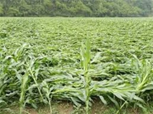 Mưa đá tại Cao Bằng gây thiệt hại khoảng 5,3 tỷ đồng