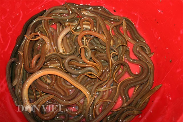 Đặt trúm bắt lươn: Nghề đơn giản, trẻ con cũng kiếm được bộn tiền