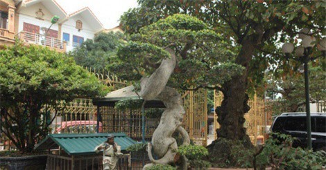 Duối cổ hình chữ "tâm", giá triệu USD của đại gia Phú Thọ gây xôn xao dư luận